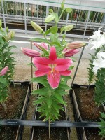 [4602 VZ W08 0194-01 No01.JPG]